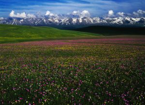 Northern Xinjiang classic itinerary 12 days tour
